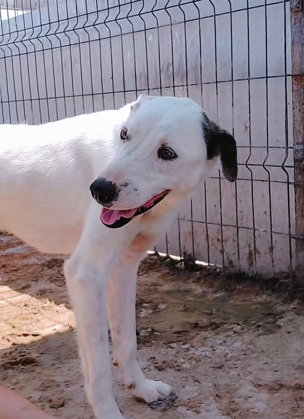 Adoption PIPPI