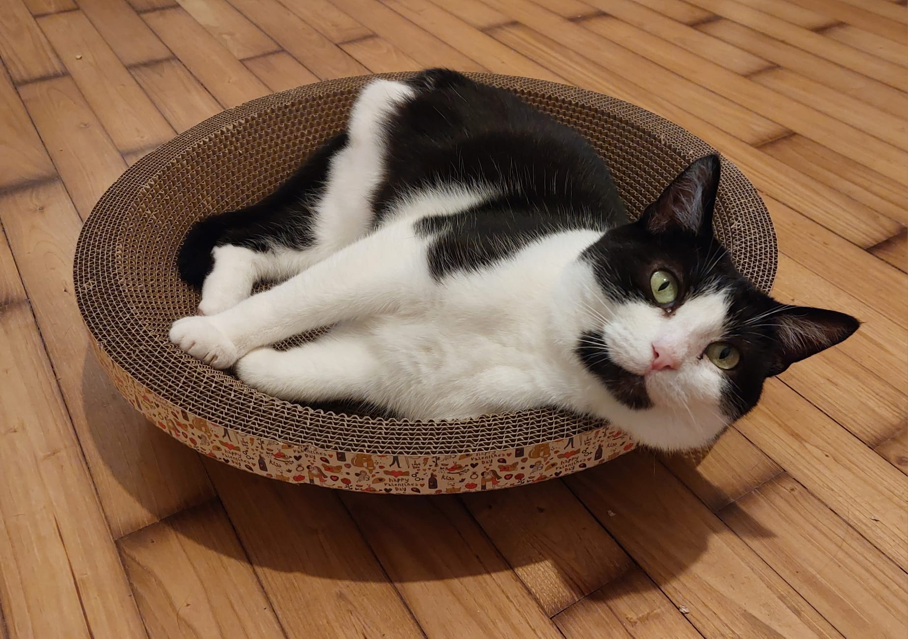 Adopter Myko