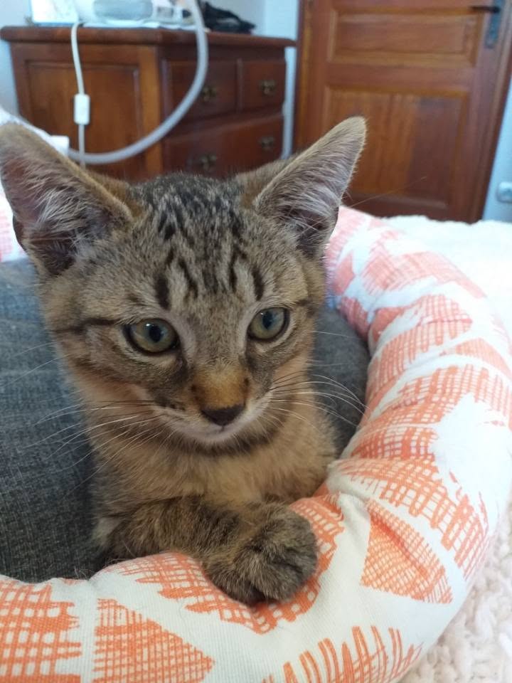 Adopter BILLY