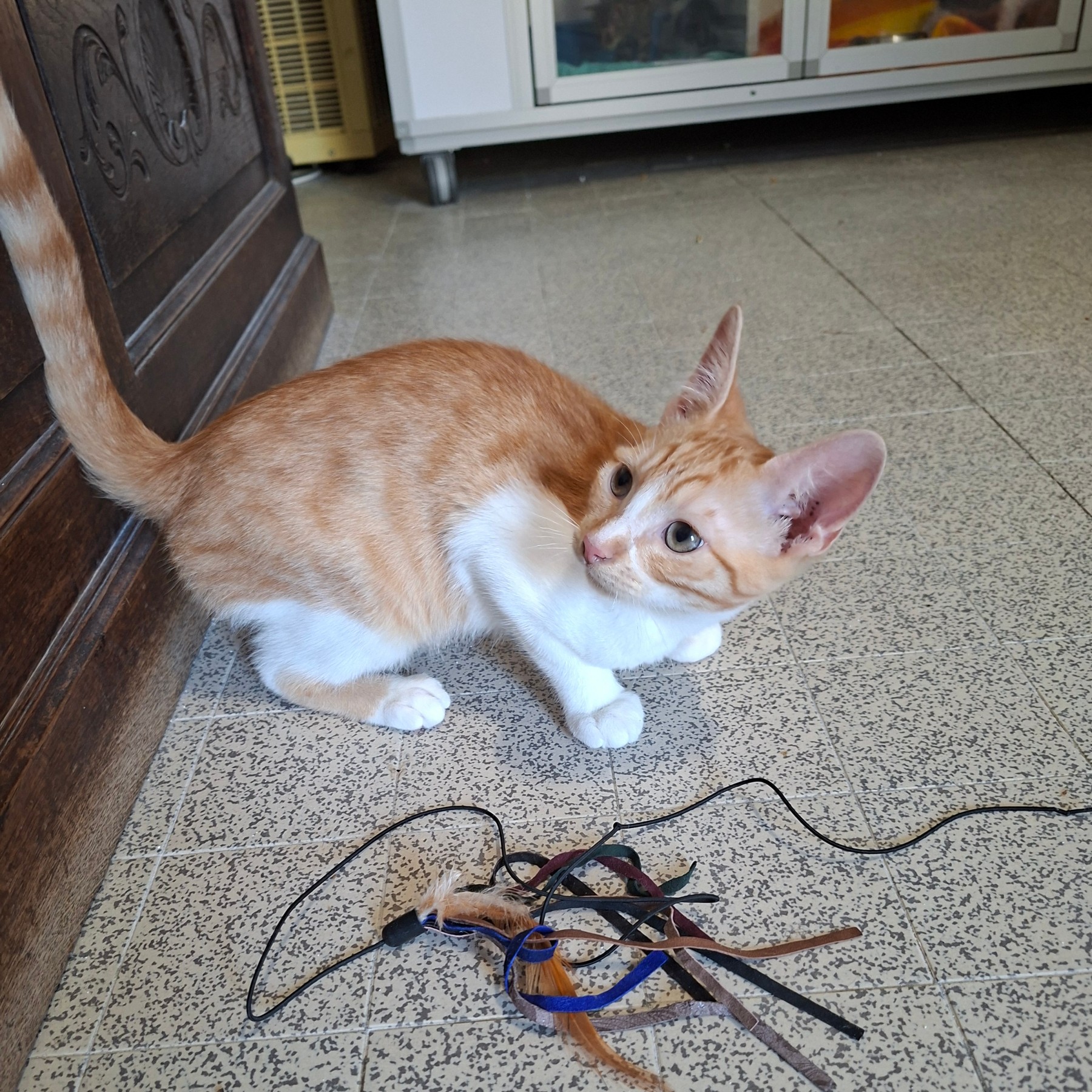 Adoption BRADBURY