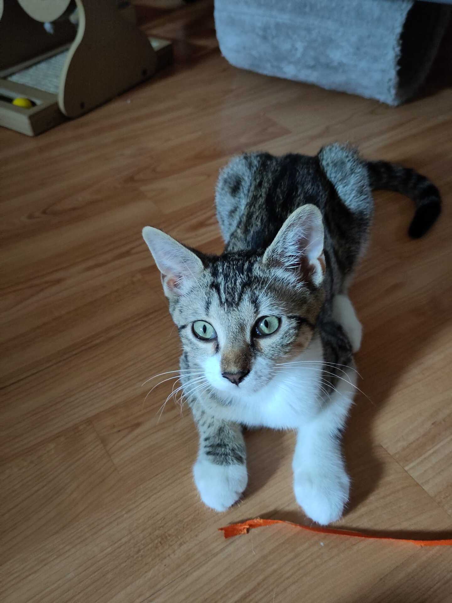 Adopter Marie