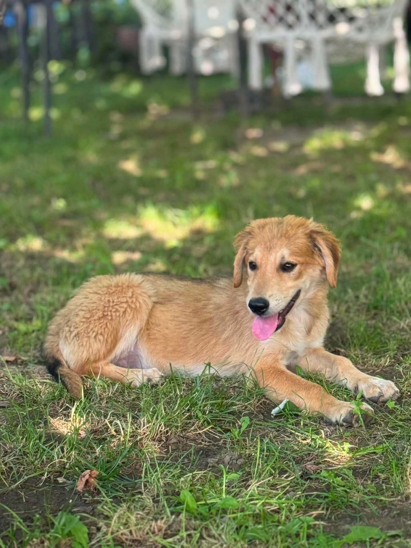 Adoption Vanille