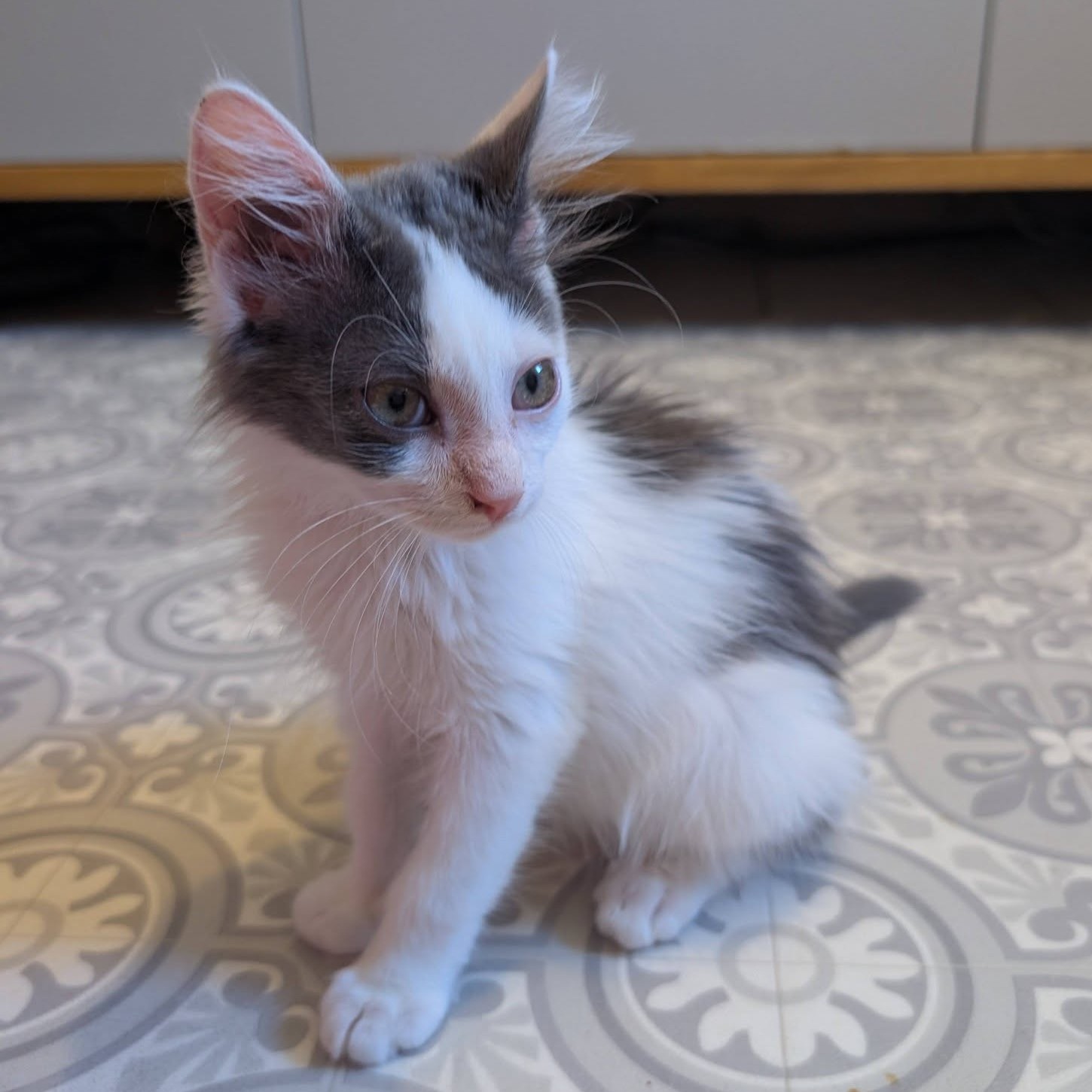 Adopter SIRIUS