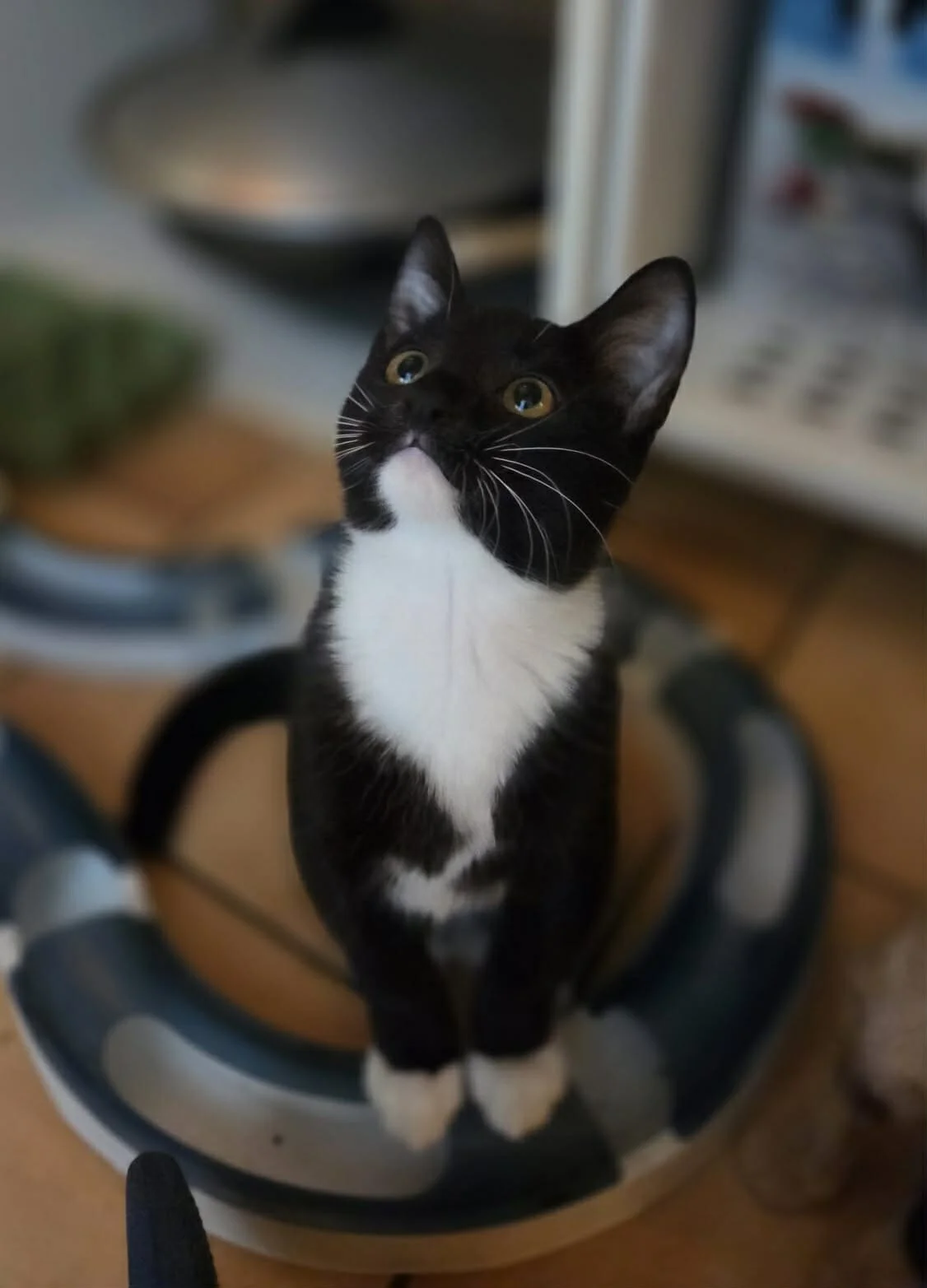 Adopter CALINE