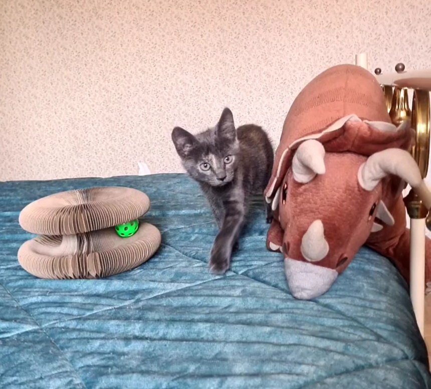 Adoption Salomé