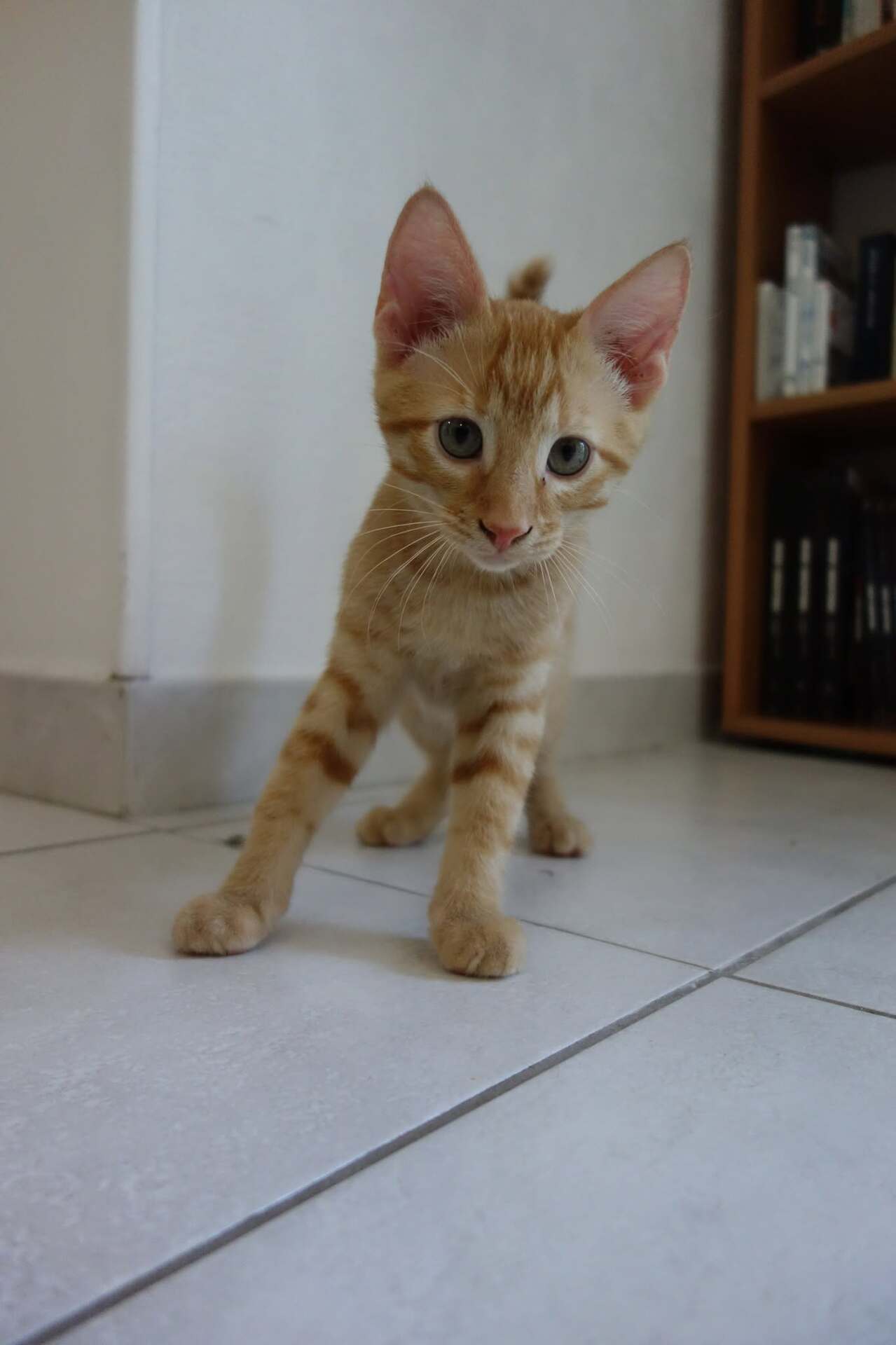 Adopter Adso