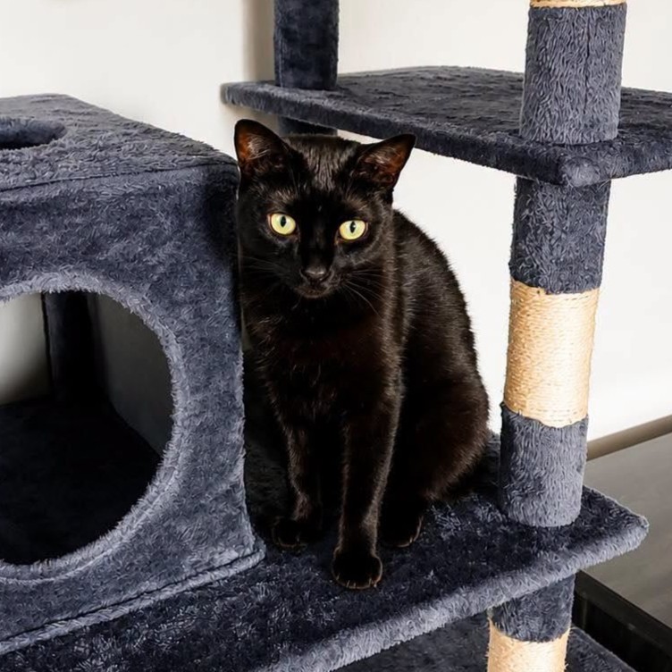 Adopter NINOUCHE
