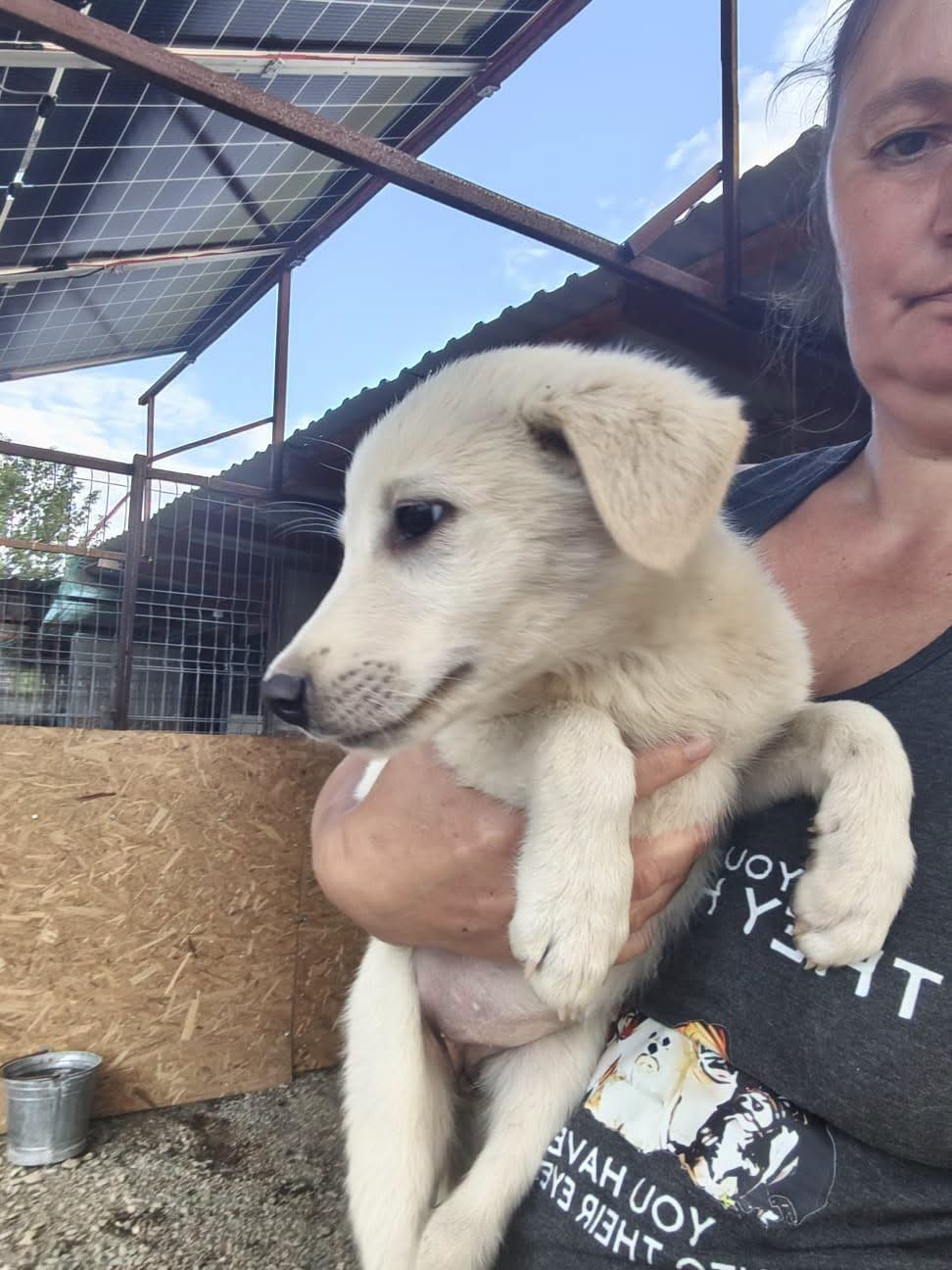 Adopter SABINA