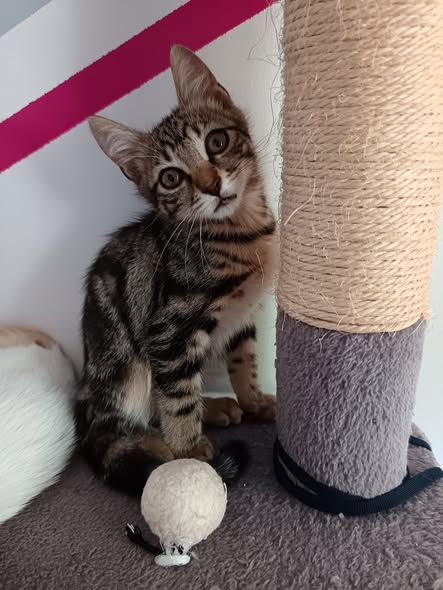 Adopter Hermes
