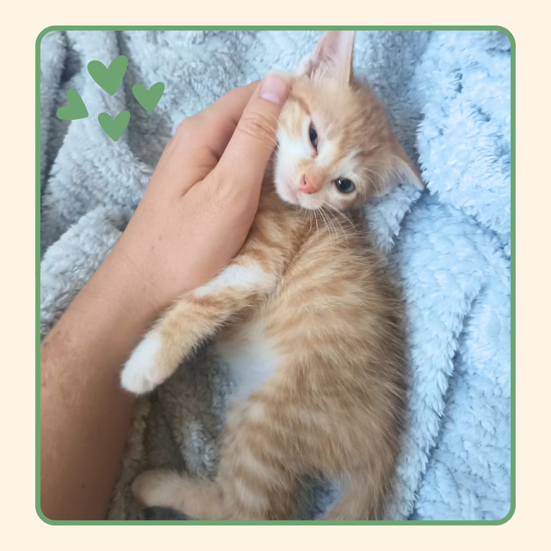 Adoption Floki