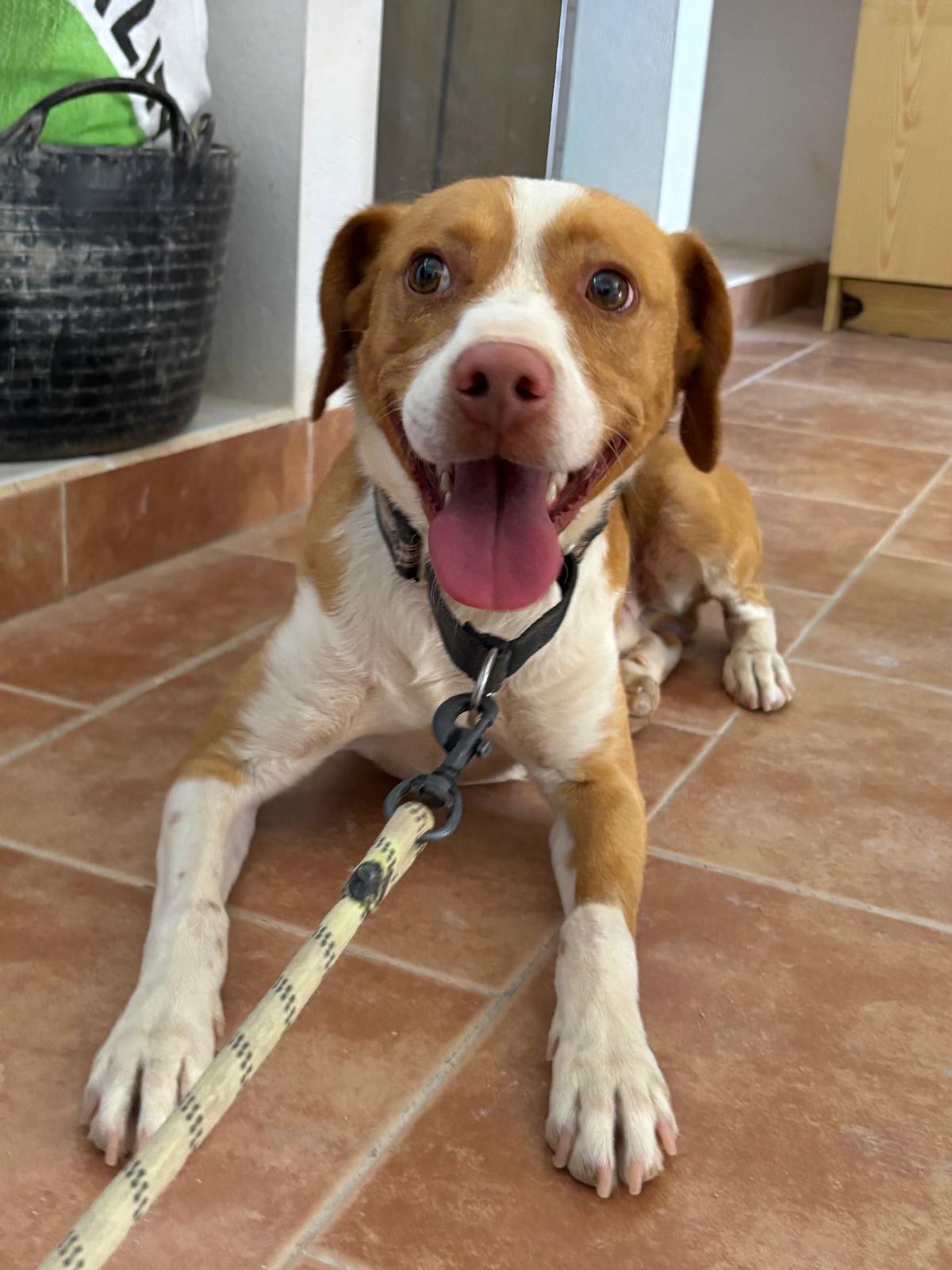 Adopter MUÑECO