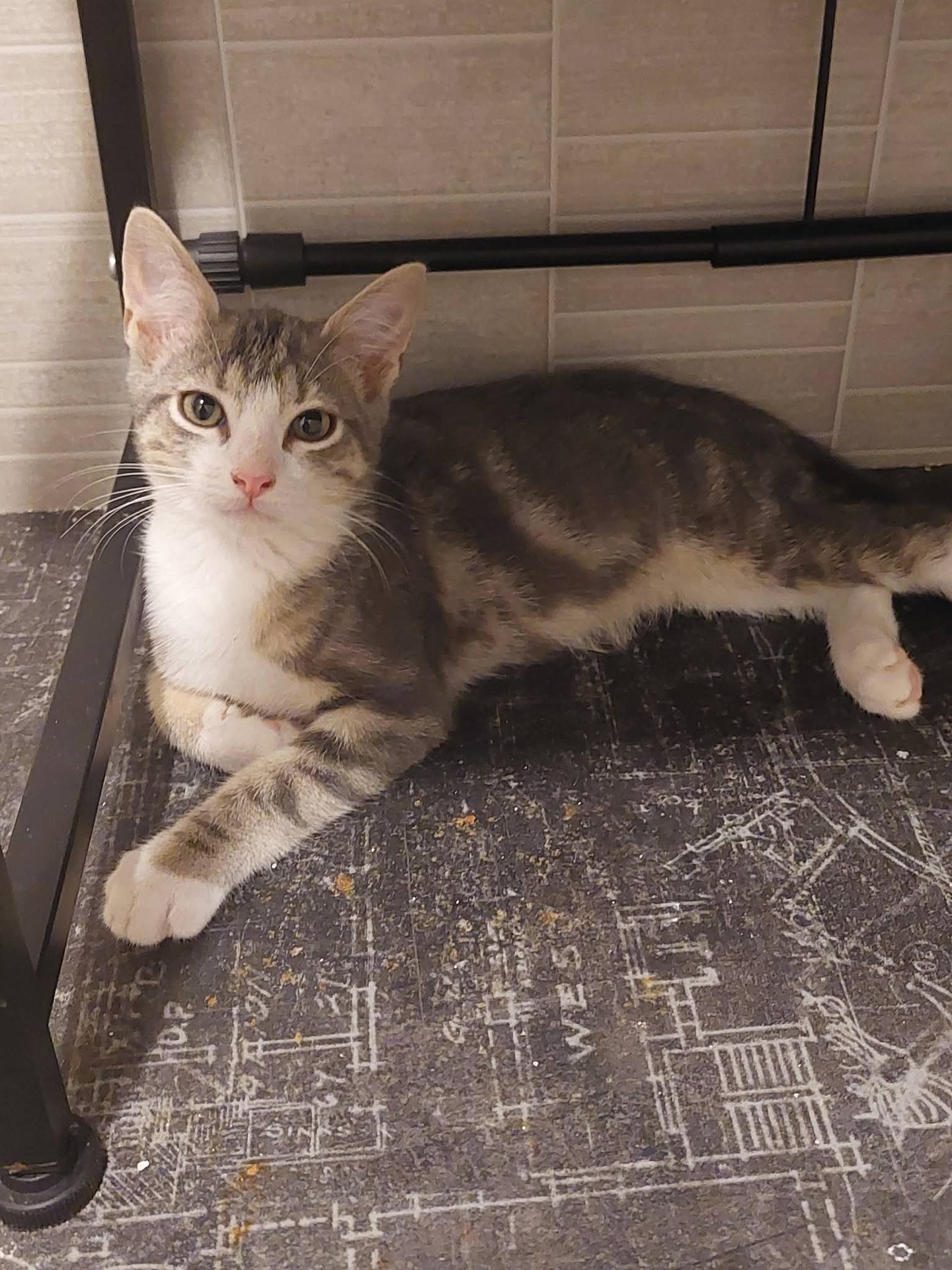 Adopter Chopin