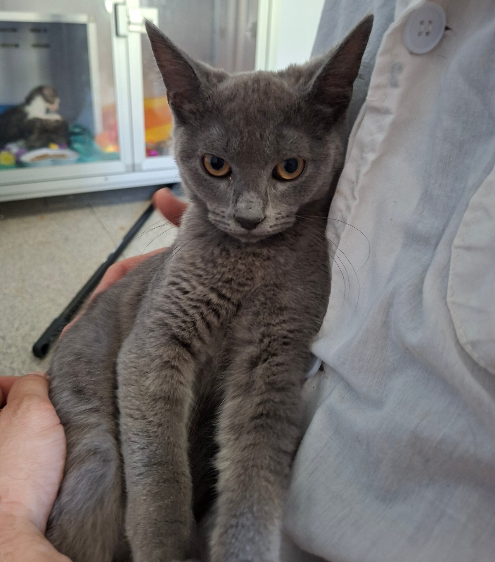 Adoption BLUEBERRY