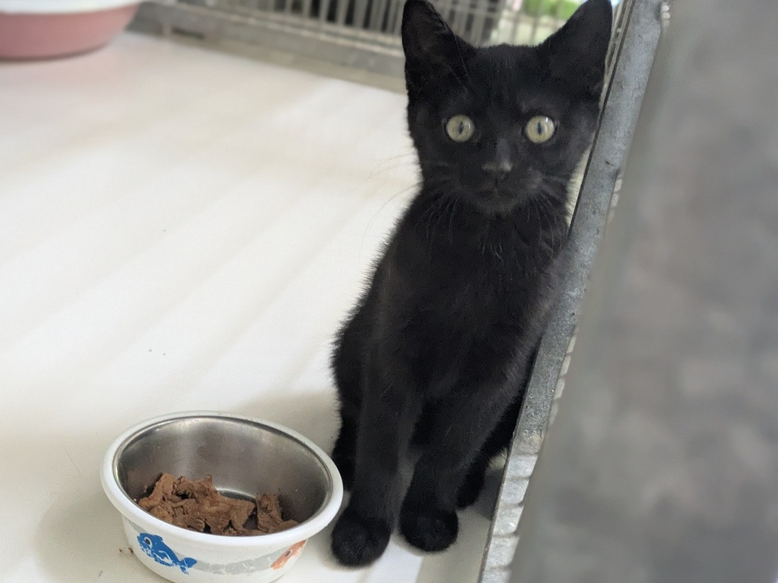 Adoption BABOU