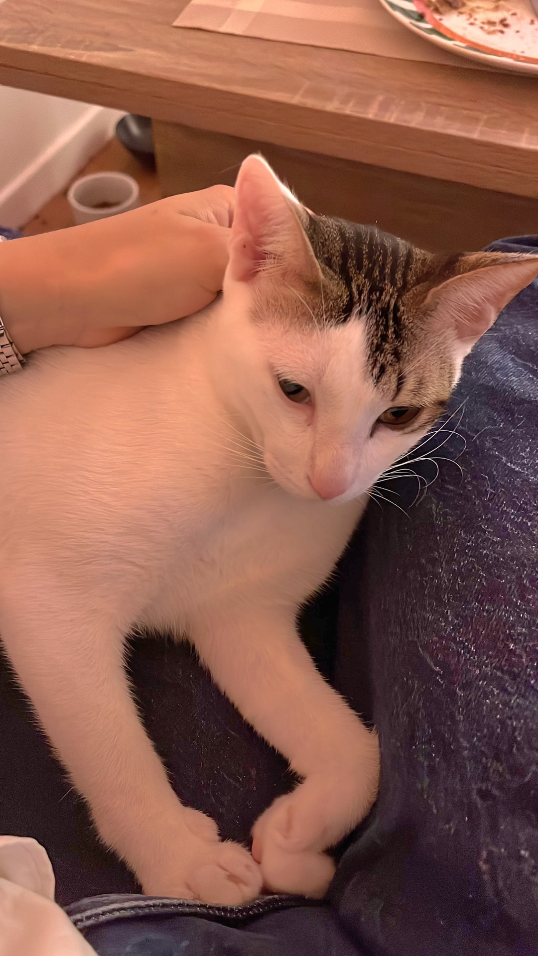 Adoption Muxu (bisou en basque)