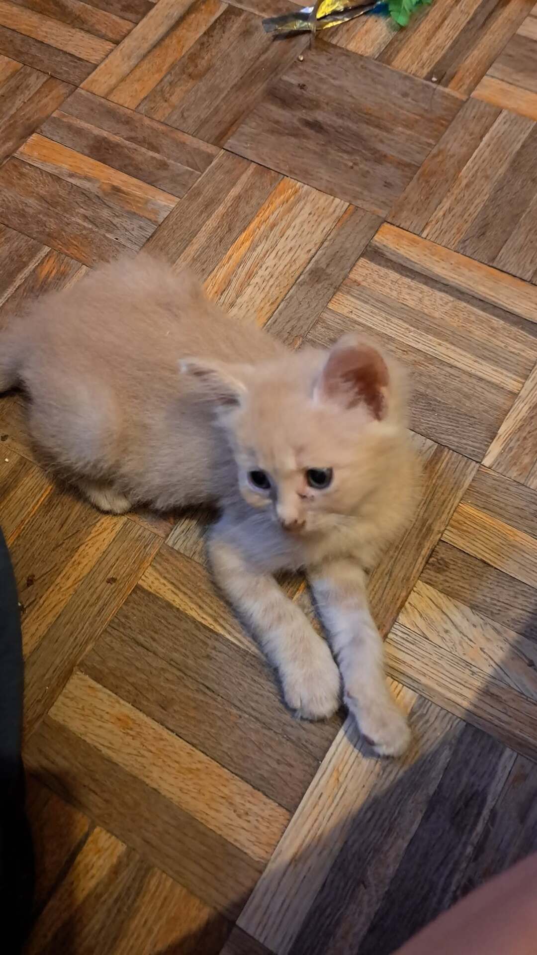 Adopter ARAGON