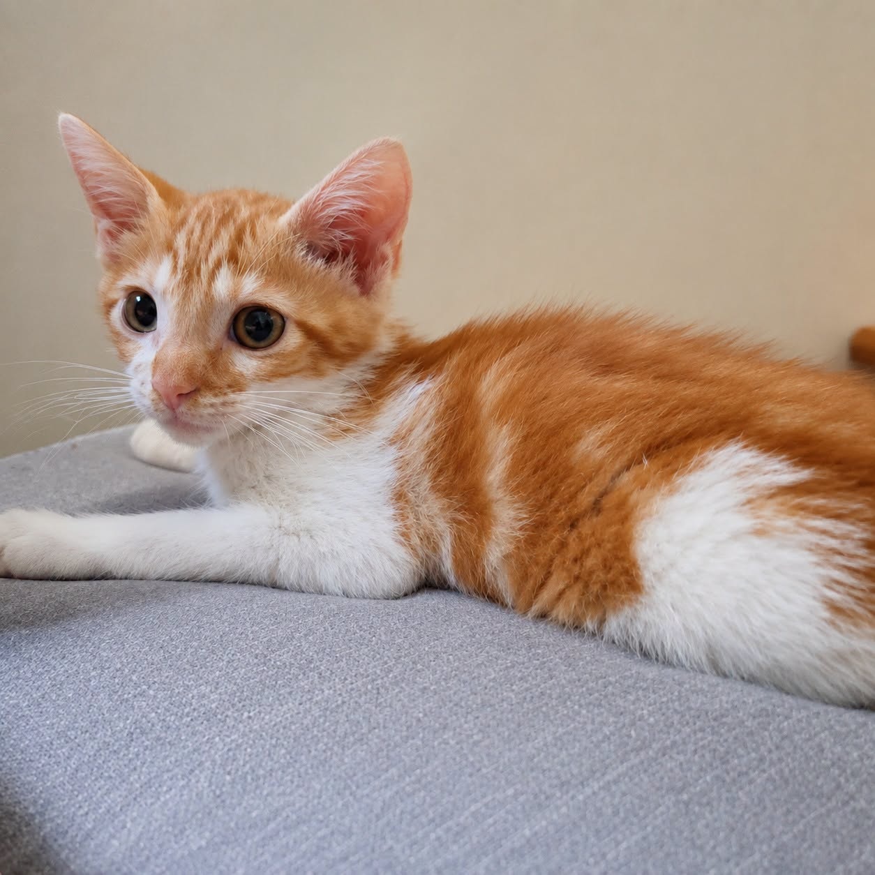 Adopter MALABAR