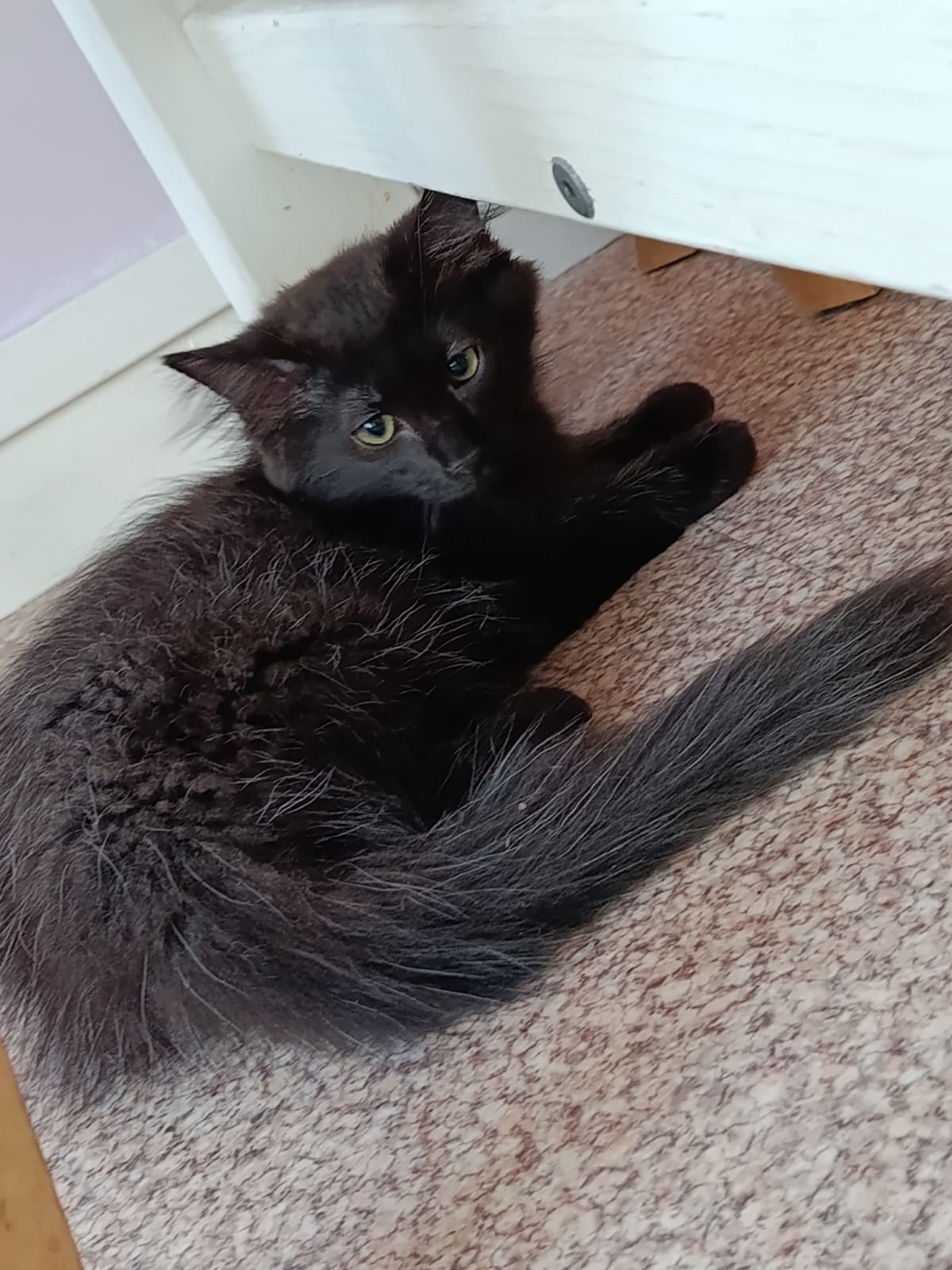 Adopter Diego