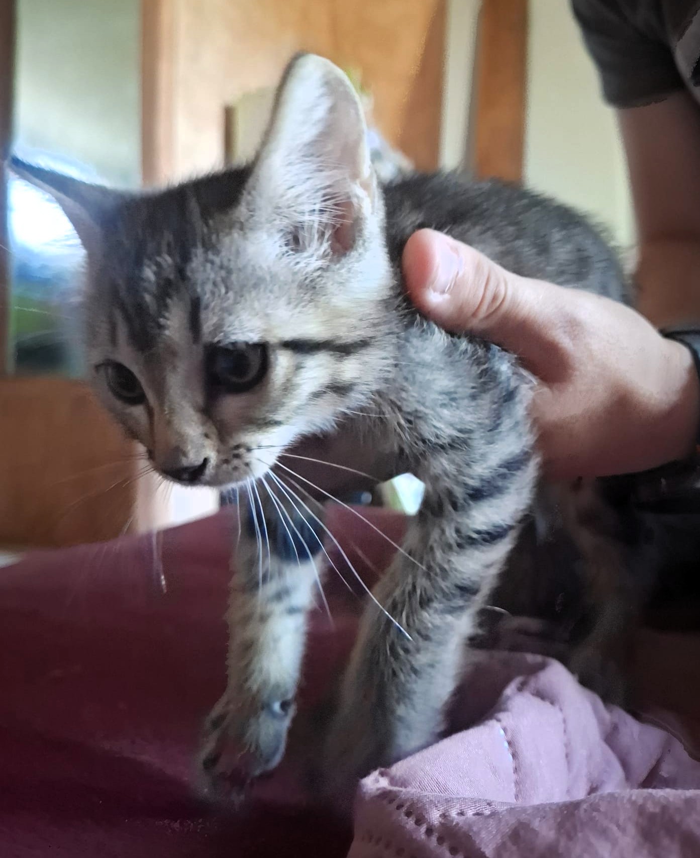 Adopter Barnabé
