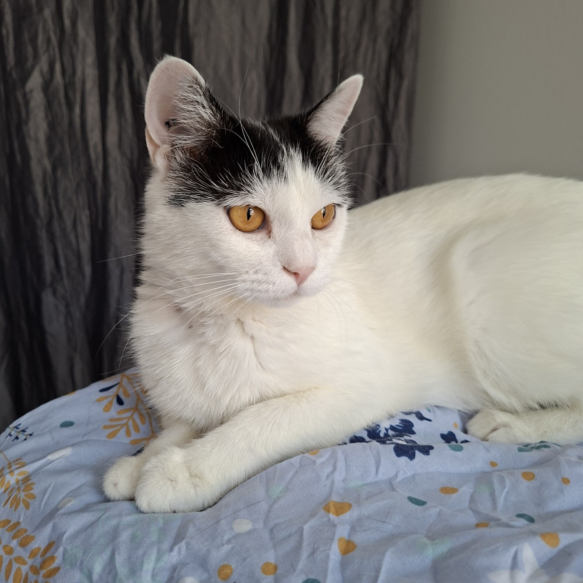 Adopter BAHAMAS