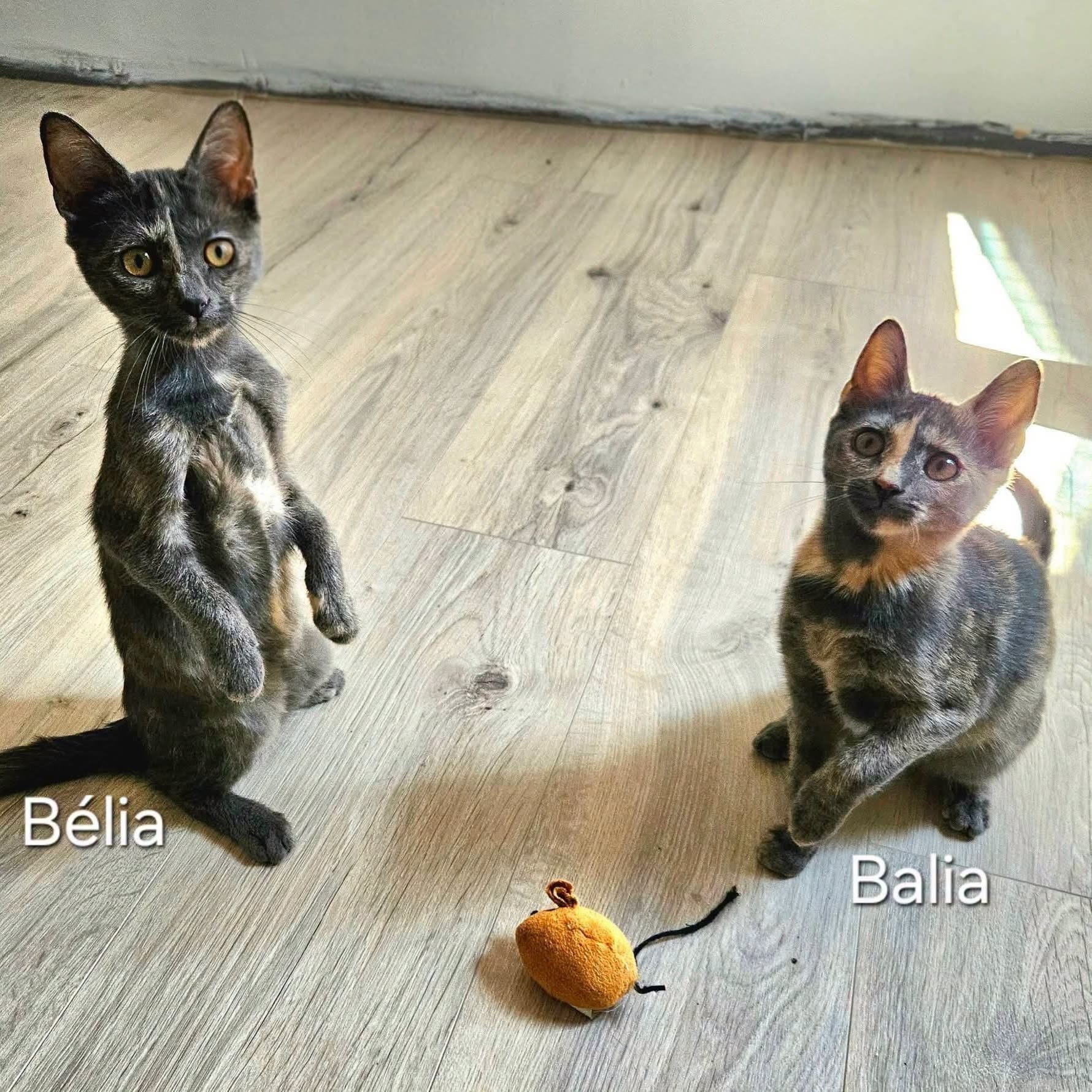Adoption BELIA