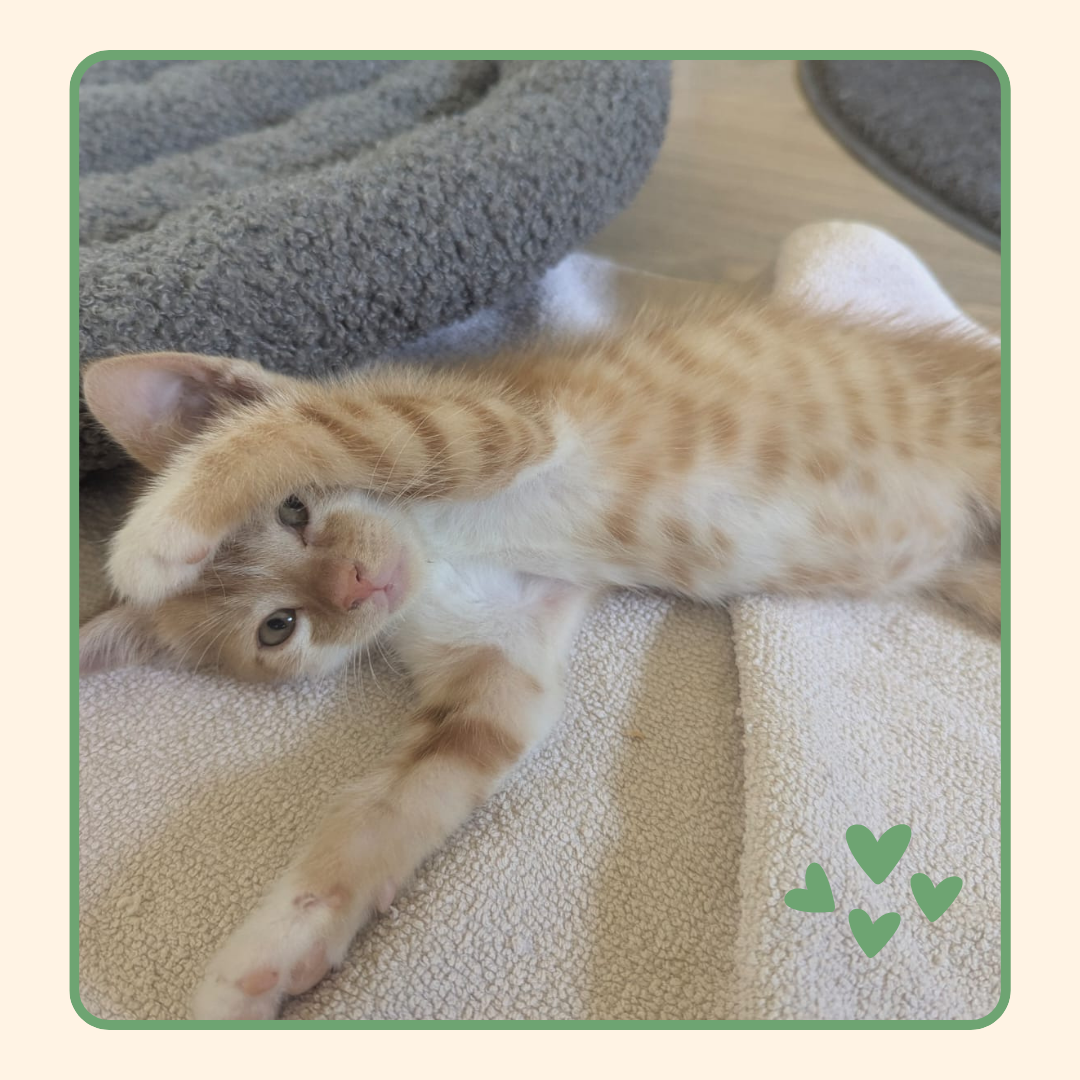Adopter Olaf