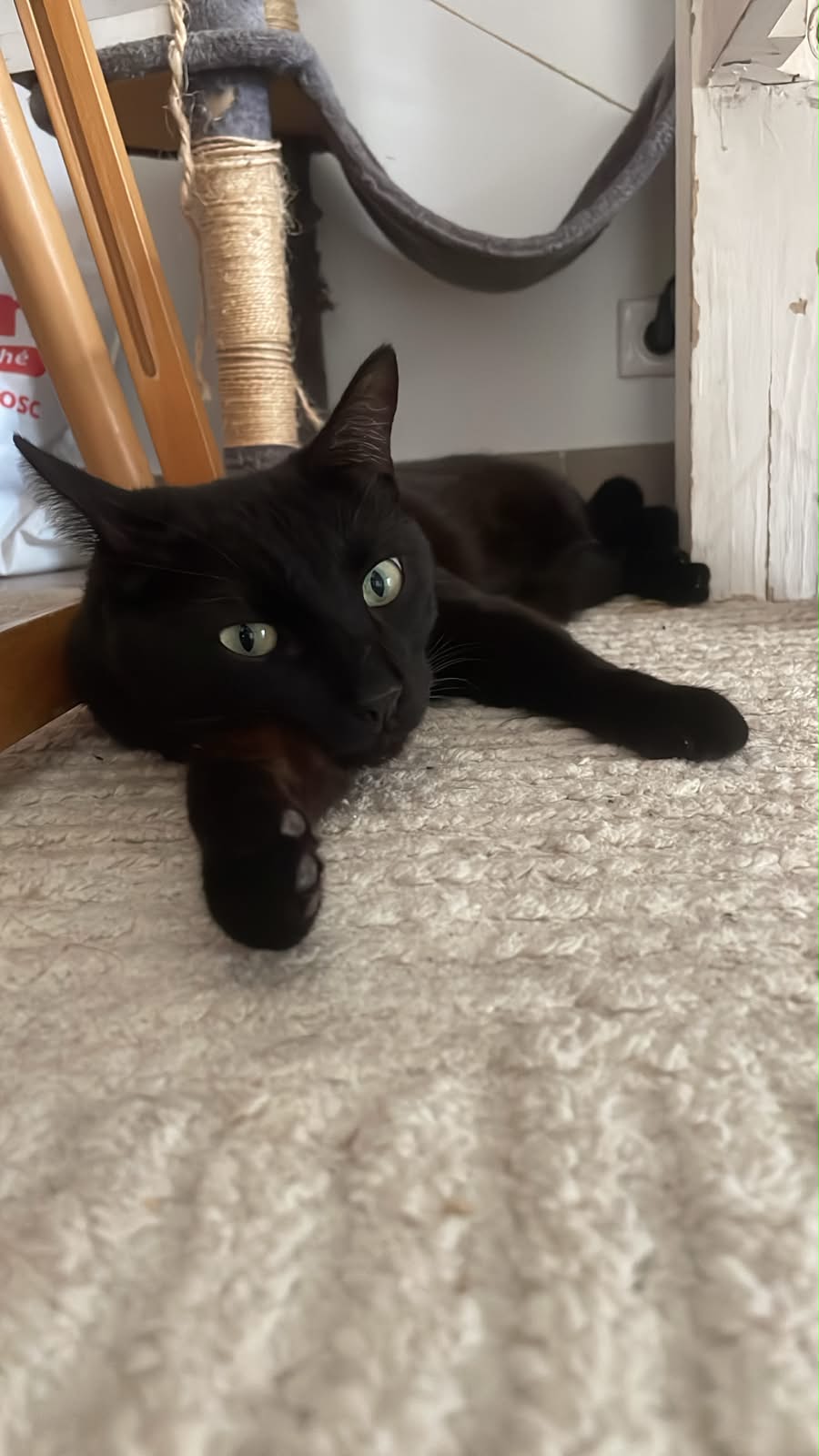 Adoption Eclair