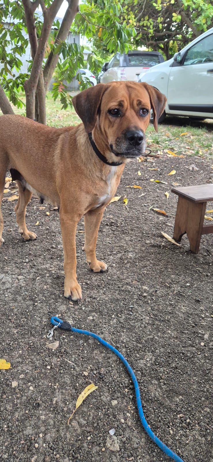 Adopter Poupix