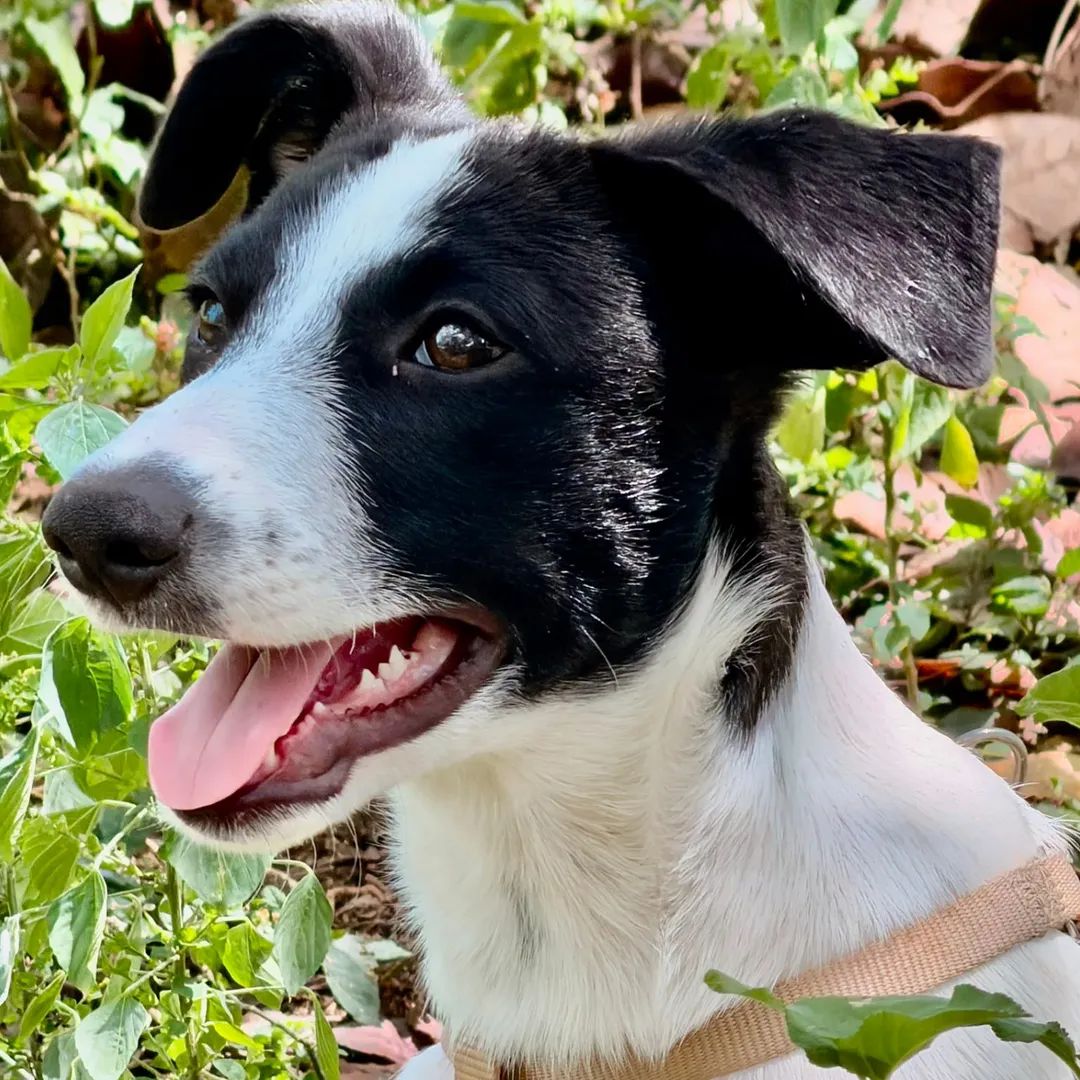 Adoption Tanin