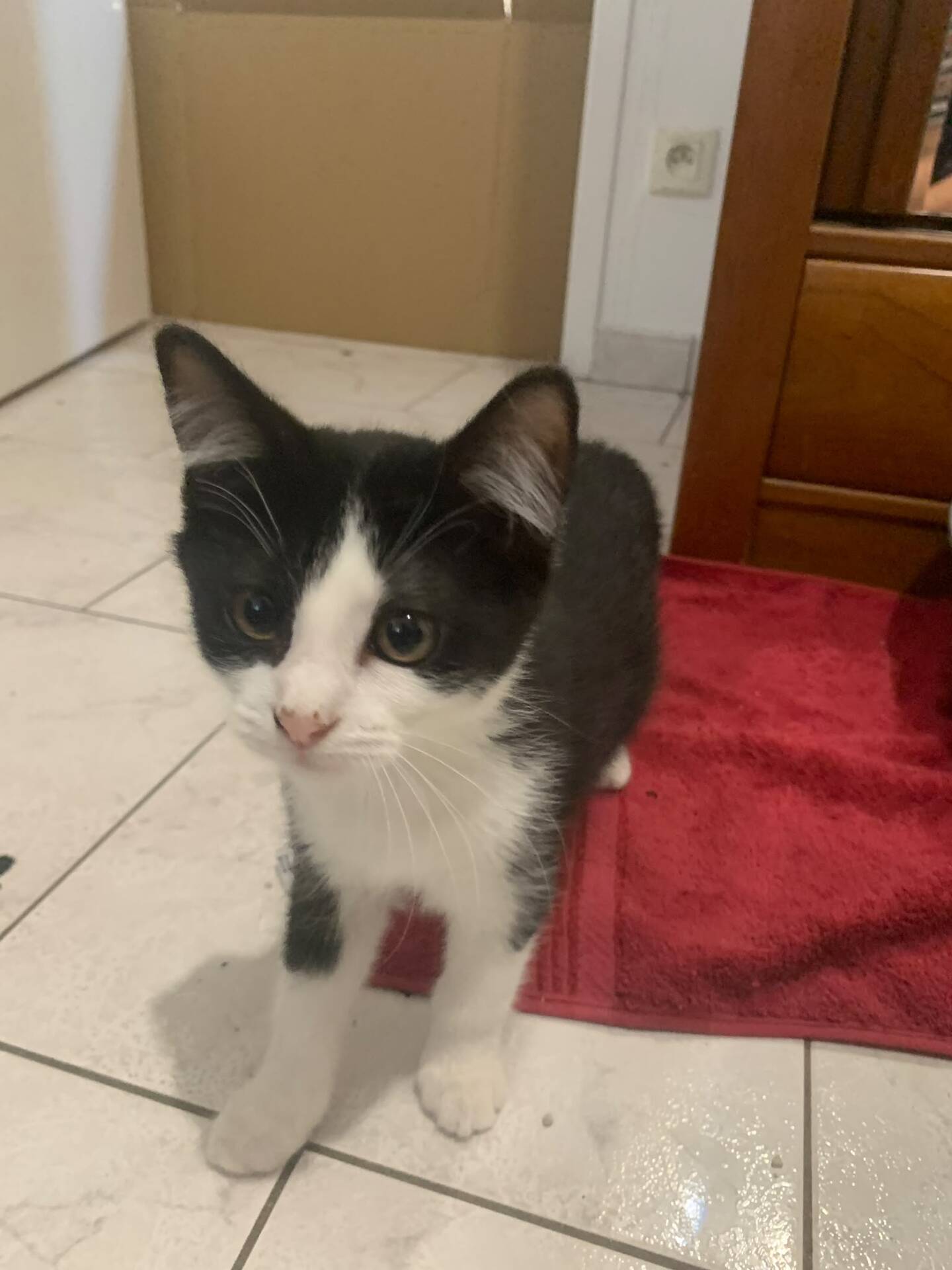 Adoption Benco
