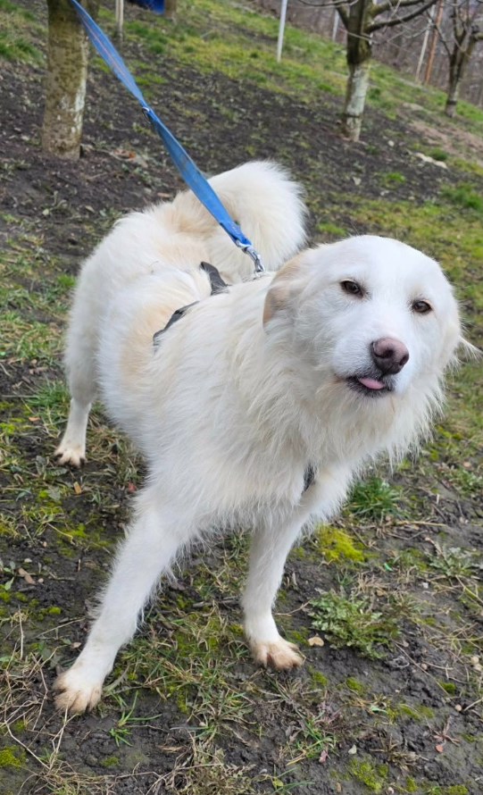 Adopter Lassie