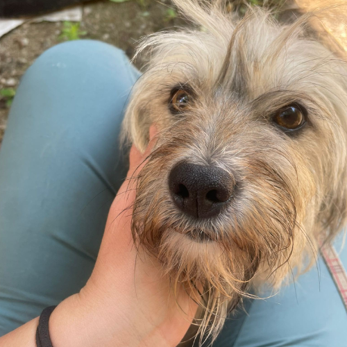 Adopter LISSA