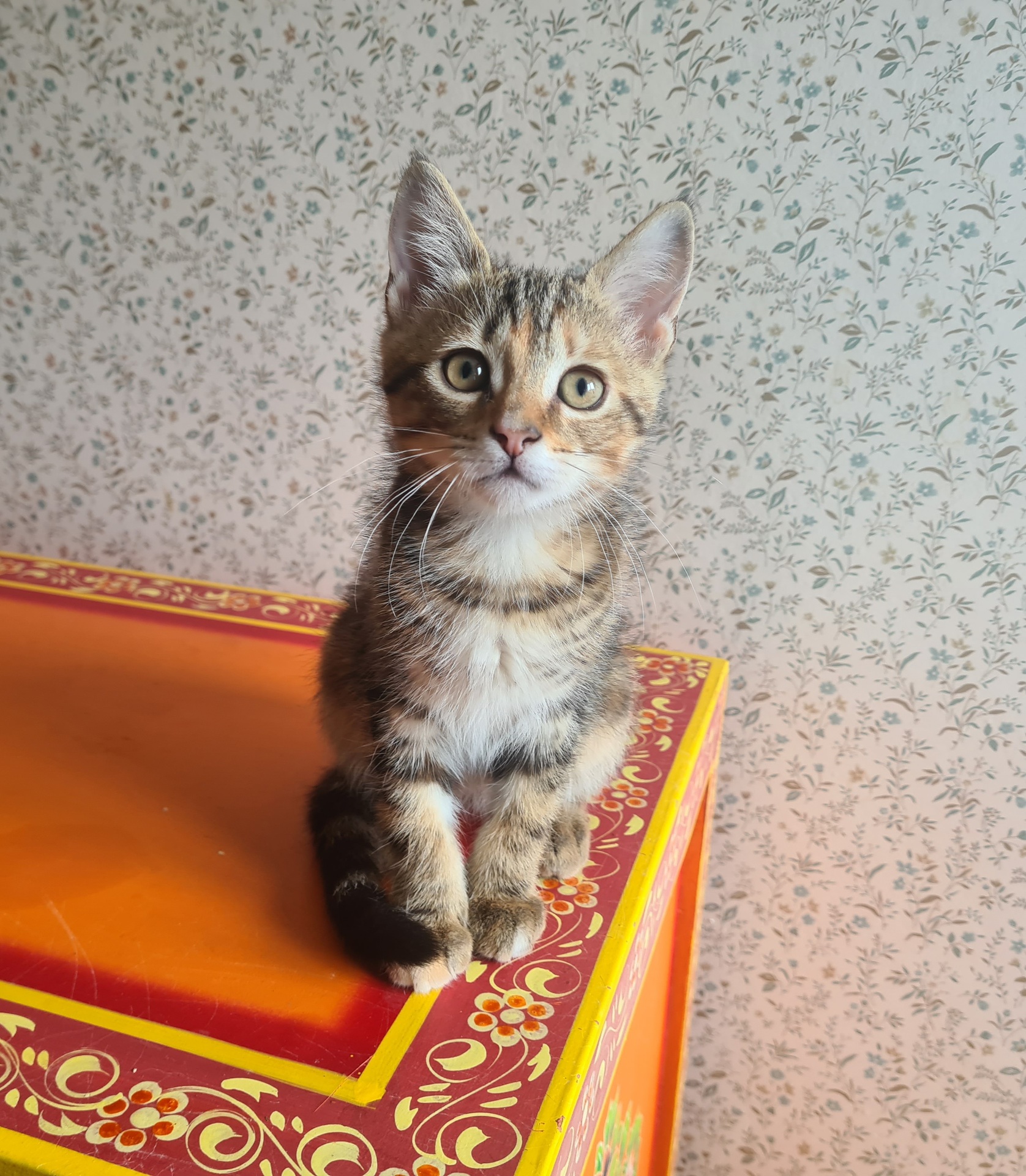 Adoption Salambo