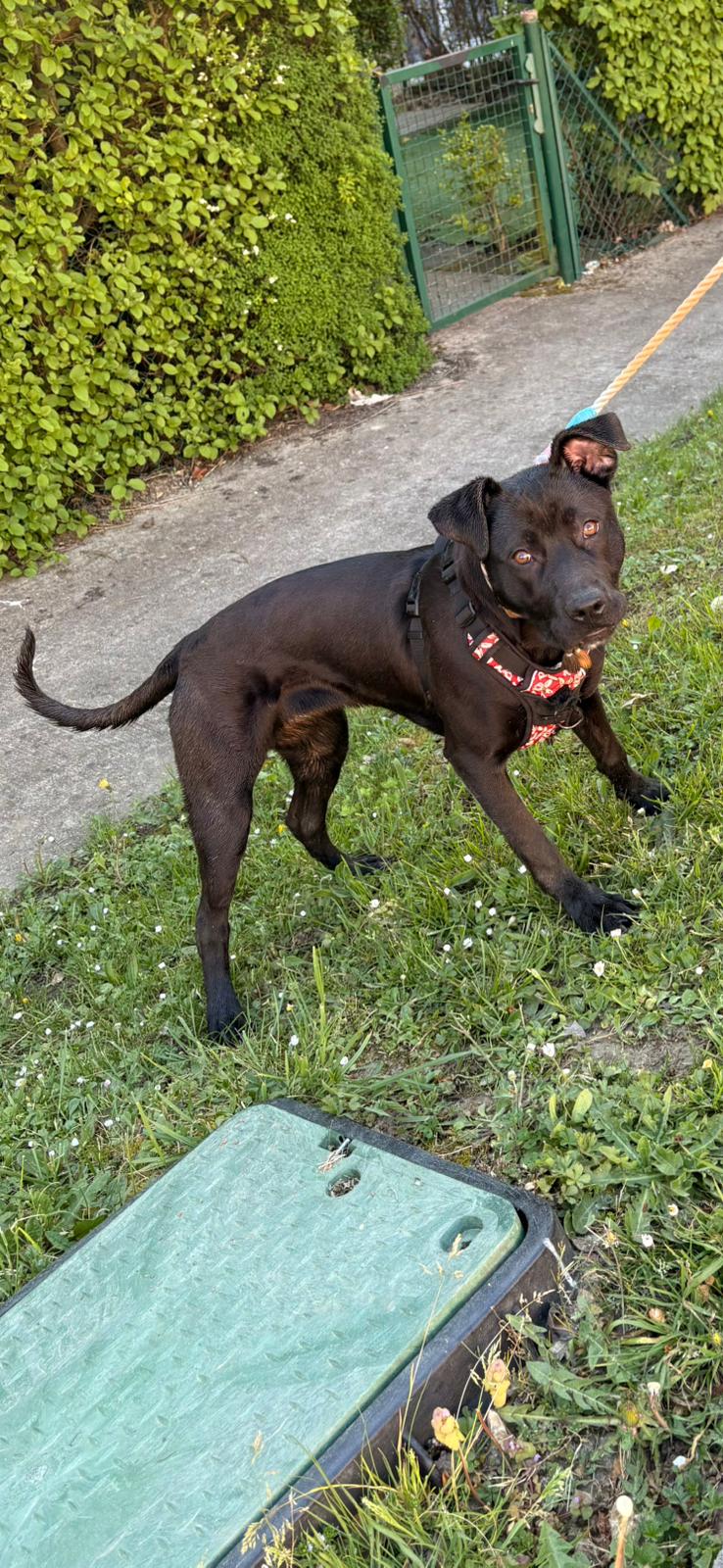 Adopter Athena