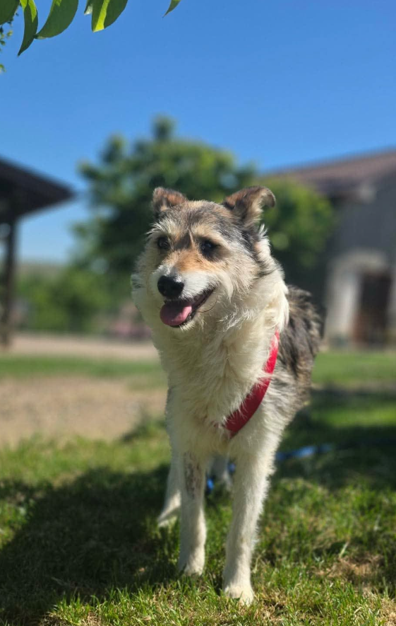 Adopter Calista