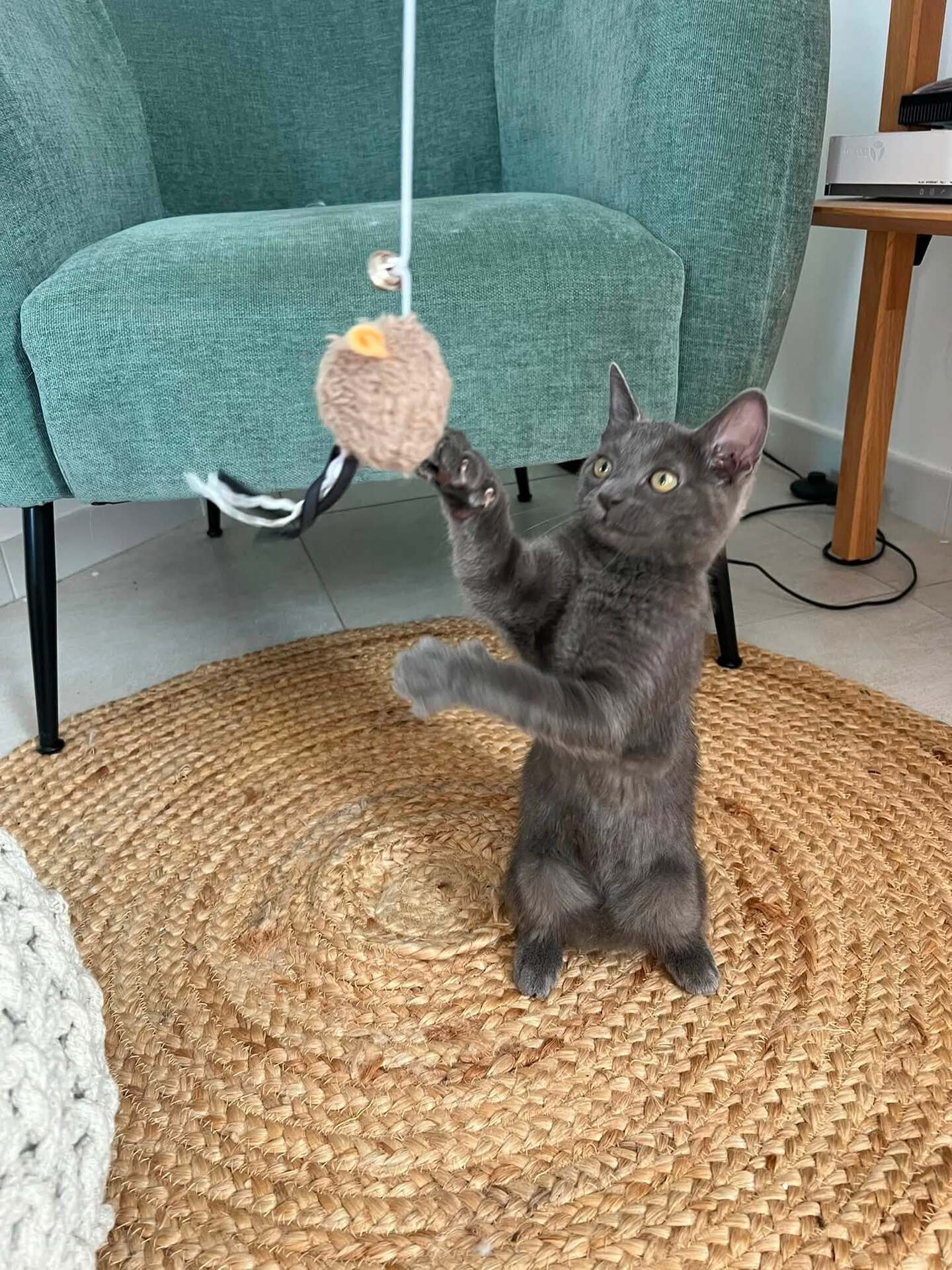 Adoption POUPIE