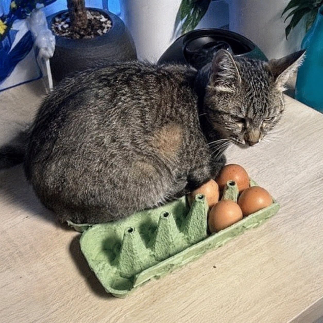 Adoption MIMICHE