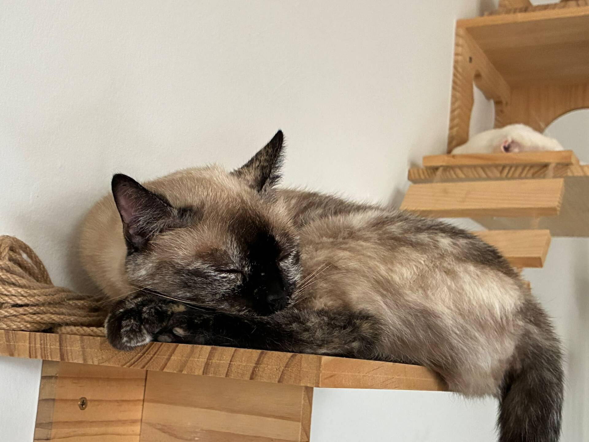 Adopter Alma