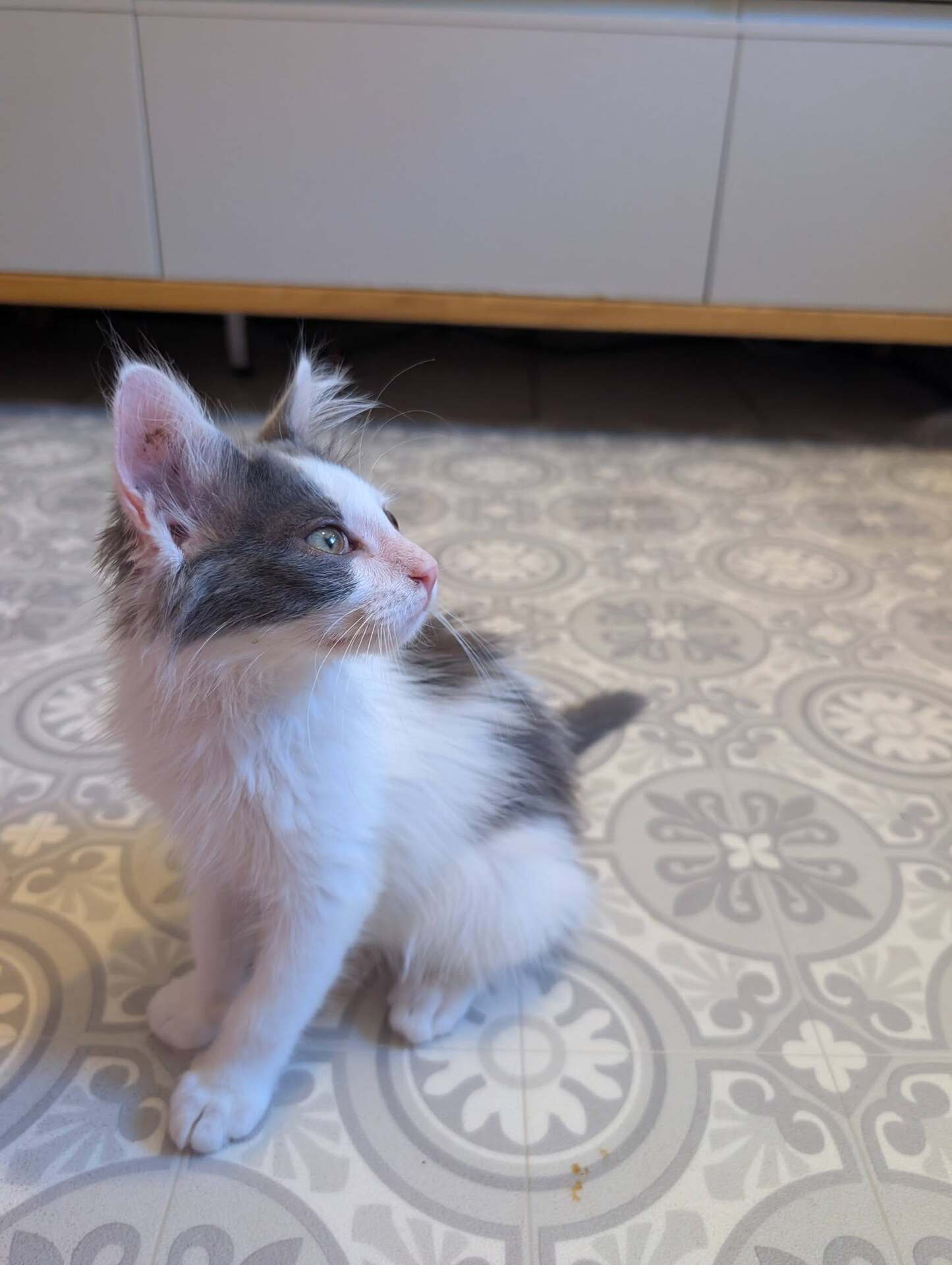 Adopter SIRIUS