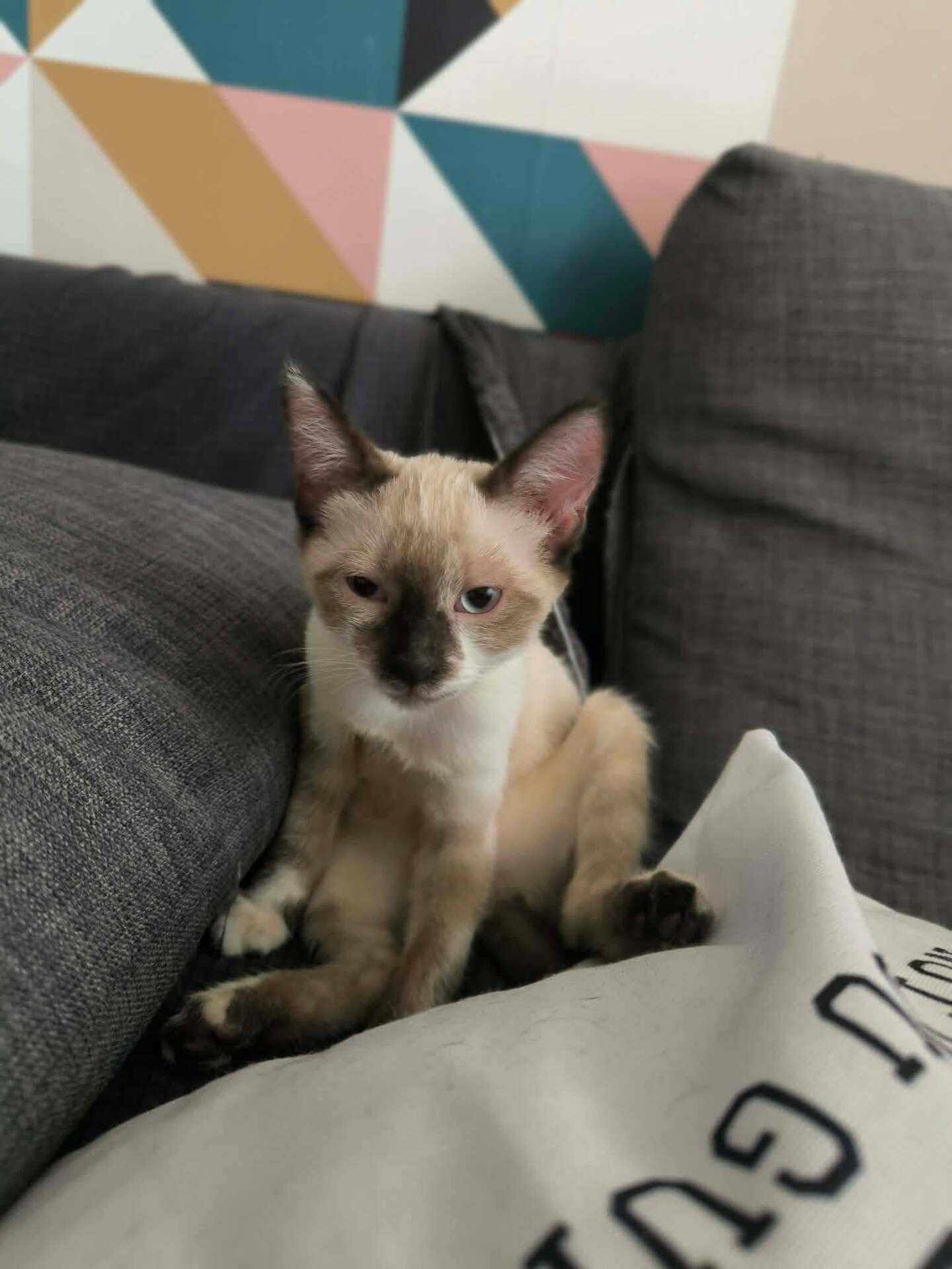 Adopter Fuga