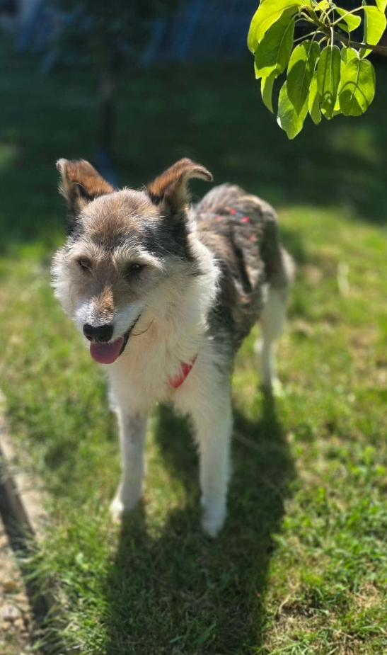 Adopter Calista