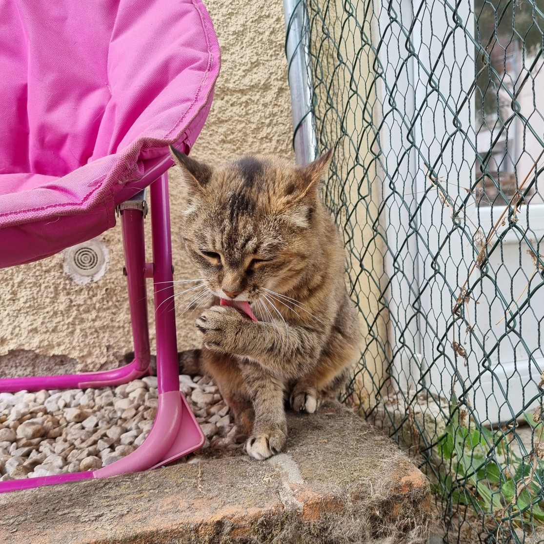 Adopter BILYTIS