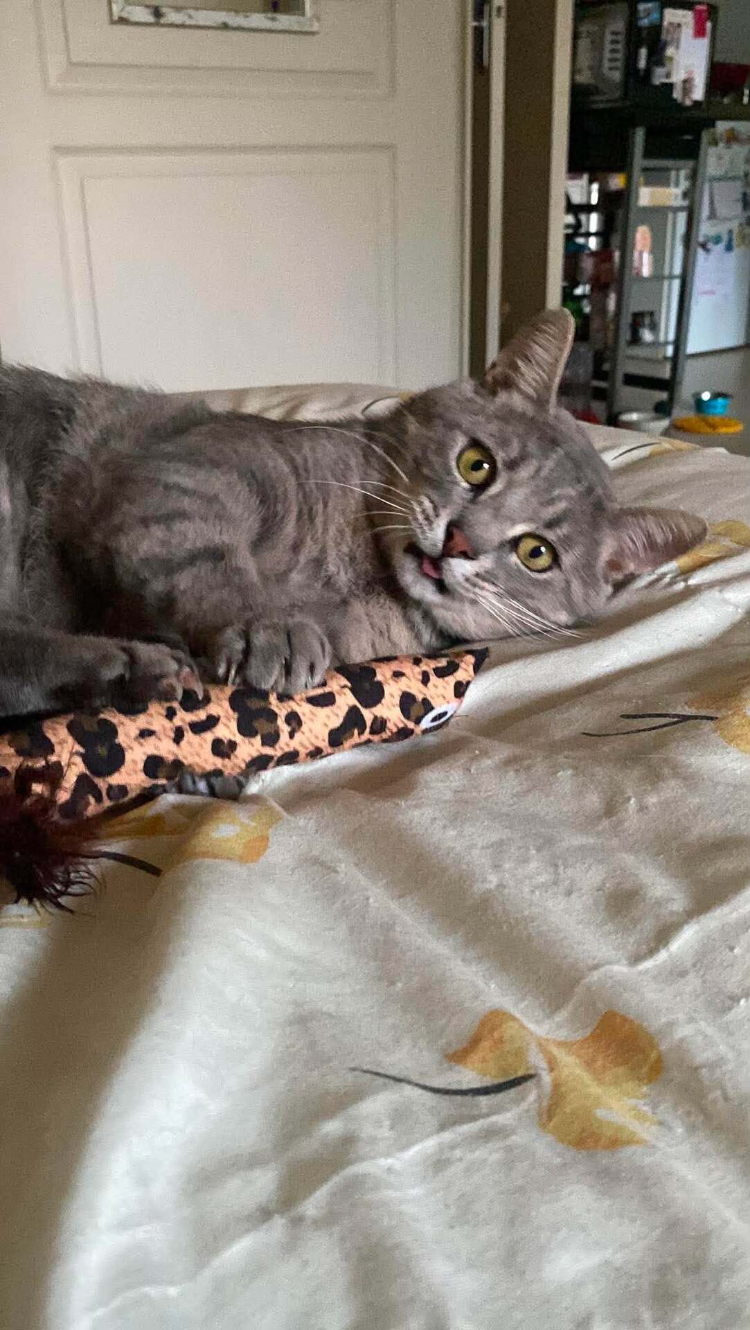 Adopter T'Choupi
