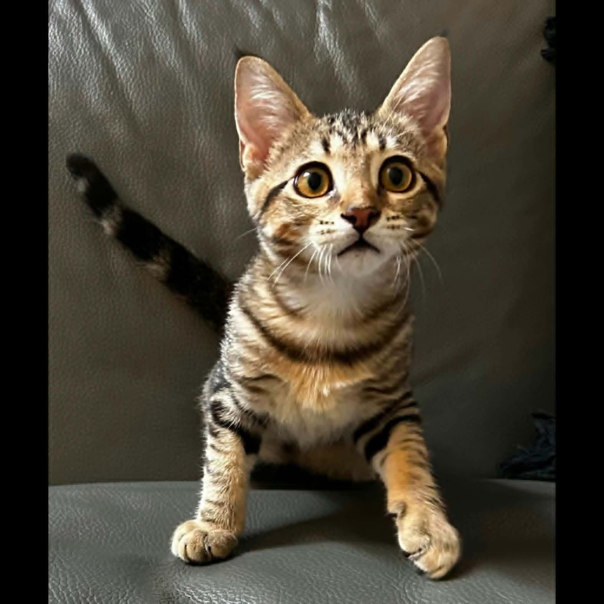 Adopter METIS