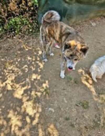 Adopter Timber