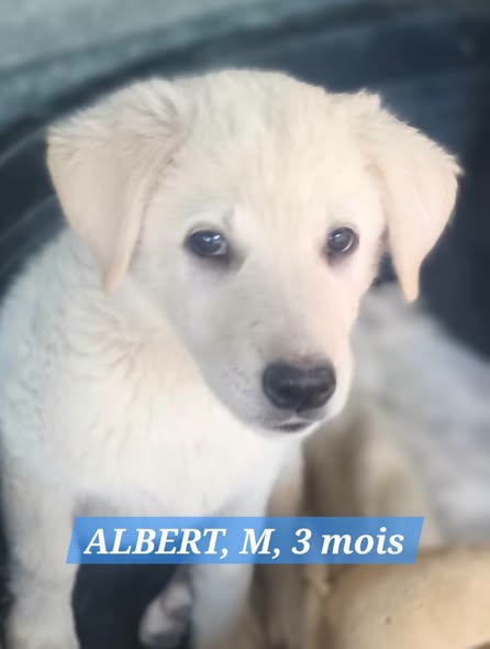 Adopter ALBERT