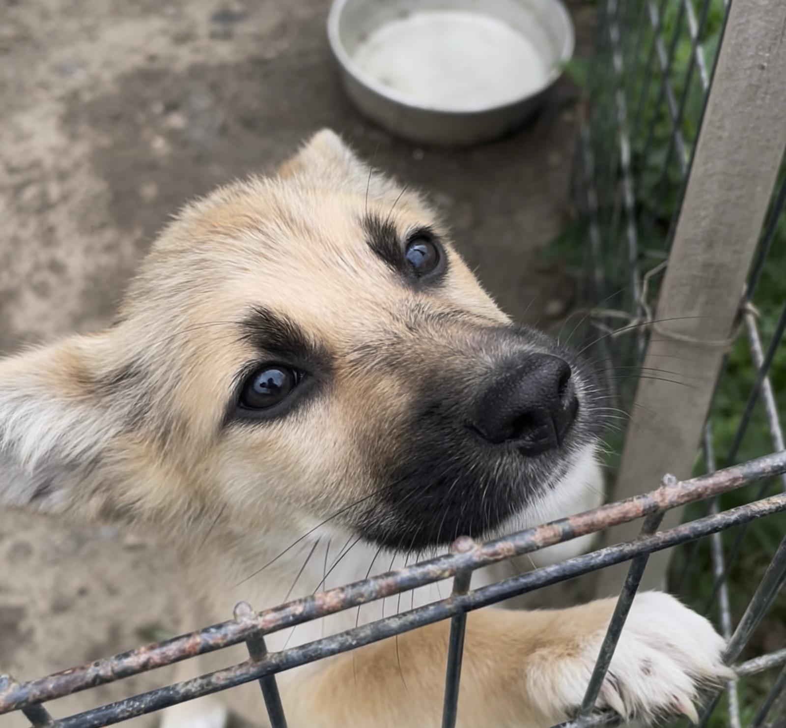 Adopter RUBY
