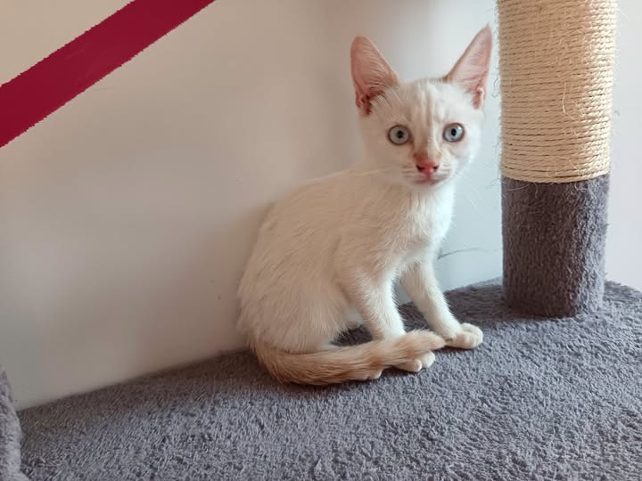 Adopter Eros