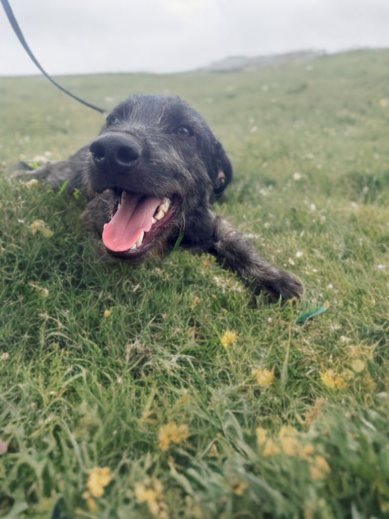 Adopter Drake