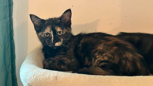 Adopter Florida